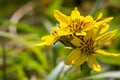 Yellow Wildflowers Ligularia hodgsonii in Sunlight on Rebun Is