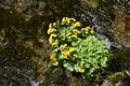 Yellow wildflowers living near a river