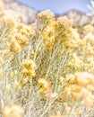 Yellow Wildflowers Royalty Free Stock Photo