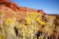 Yellow Wildflowers in a Red Desert