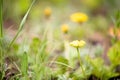 Yellow Wildflowers in Rocky Mountain National Park Royalty Free Stock Photo