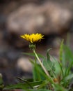 Yellow Wildflowers in Rocky Mountain National Park Royalty Free Stock Photo