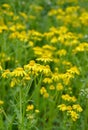 Yellow wildflowers. senecio jacobaea. Yellow flowering Ragwort