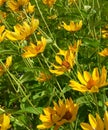 Yellow wildflowers in springtime in Maine