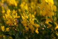 Yellow wildflowers in the summer field