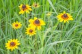 Yellow wildflowers.