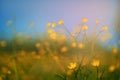 yellow wildflowers taken closeup outdoors