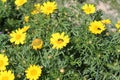 Yellow wildflowers and three bugs Royalty Free Stock Photo