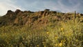 Yellow wildflowers at Tucson Mountain Park