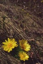 Yellow wildflowers of various varieties
