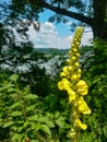 Yellow wildflowers of various varieties