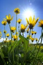 Yellow Wildflowers in Wilderness and Sky with Clouds Royalty Free Stock Photo