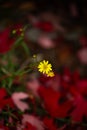 yellow wildlfower with red autumn leaves background Royalty Free Stock Photo