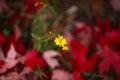 yellow wildlfower with red autumn leaves background Royalty Free Stock Photo