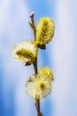 Yellow willow buds sprout