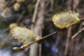 Yellow willow flowers on a sunny day