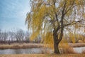 Yellow willow near the river.