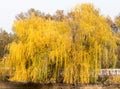 Yellow willow outdoors in autumn