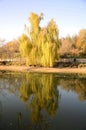 Yellow willow tree mirrored in water