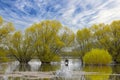Yellow willow trees under a bright sky