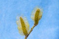 Yellow willow and willow flowers on a blue fabric background