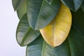 Wilted leaf on green rubber ficus plant Ficus elastica