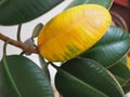 Yellow wilted leaf on green rubber ficus plant Ficus elastica, Assam rubber, Indian rubber tree , houseplants life cycle