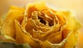 Yellow wilted rose flower close-up. Retro background in the style of gothic, grunge, steampunk. Close-up photo of a dried rose