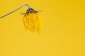 Yellow wilting flower of topinambur on yellow background, hanging Jerusalem artichoke flower