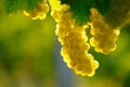 Yellow Wine Grape Royalty Free Stock Photo