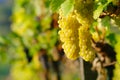 Yellow Wine Grape Royalty Free Stock Photo