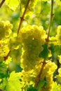 Yellow Wine Grape Royalty Free Stock Photo