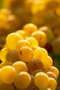 Yellow Wine Grapes In Autumn