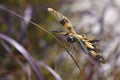 Yellow wing dragonfly Royalty Free Stock Photo
