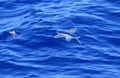 Yellow-wing flyingfish