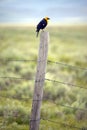 Yellow-winged black bird on fence rail, near Lakeview Montana in spring Royalty Free Stock Photo