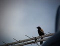 A Yellow-winged blackbird Sargento bird