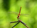 yellow-winged darter dragonfly with green background