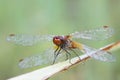 Yellow-winged darter, Sympetrum flaveolum Royalty Free Stock Photo