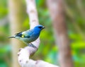 Yellow Winged Tanager perched on a tree