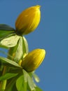 Yellow winter aconite Royalty Free Stock Photo