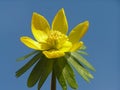 Yellow winter aconite Royalty Free Stock Photo