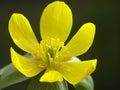 Yellow winter aconite Royalty Free Stock Photo