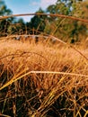 Yellow winter grass