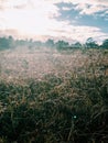 Yellow winter grass