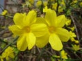 Yellow Winter Jasmine Flowers