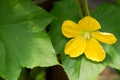 Yellow winter melon flower Royalty Free Stock Photo