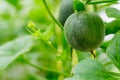 Yellow winter melon flower in farm. Royalty Free Stock Photo