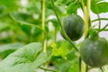 Yellow winter melon flower in farm. Royalty Free Stock Photo