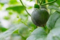 Yellow winter melon flower in farm. Royalty Free Stock Photo